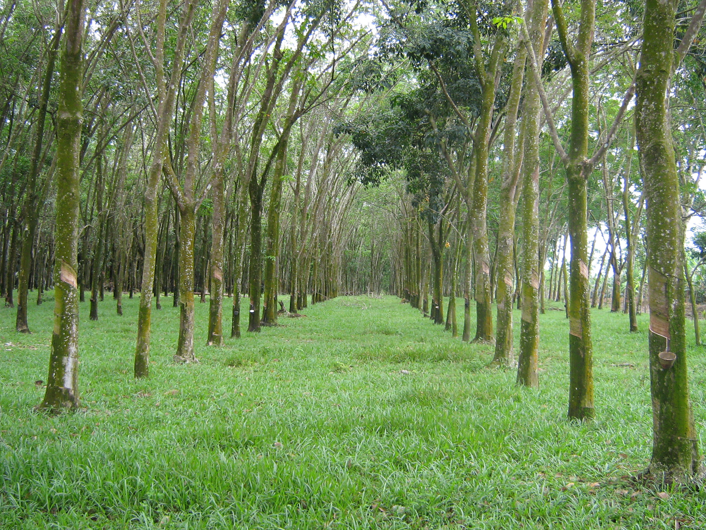 Rubberplantage in Maleisië