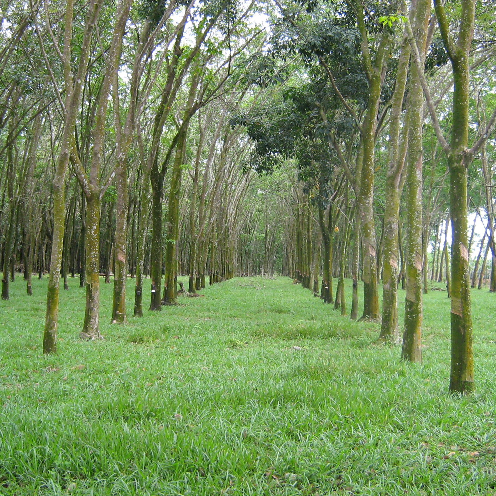 Rubberplantage in Maleisië